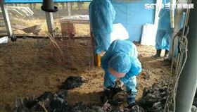 彰化,大城,禽流感,撲殺,土雞（圖／翻攝畫面）