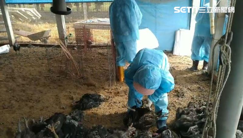 彰化大城爆禽流感　撲殺9556隻雞