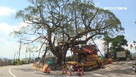 ev百歲樹浮空1200