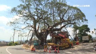 樹也要動手術！220歲老榕樹漂空中
