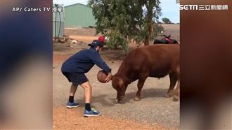 1對1鬥“牛"賽　靈活小牛秀球技