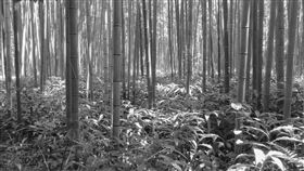 深山、竹林。（圖／翻攝自Pixabay）