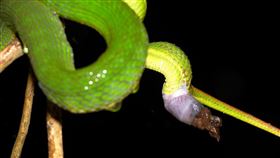 野生蛇相，青竹絲大便，珍貴畫面。（圖／何俊霖授權提供）