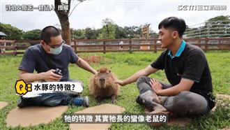 呆萌水豚竟吃大便！　飼育員曝這原因