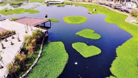 星泉湖有會呼吸的湖泊之美稱，湖面雙心水草，掀起搶拍風潮。（圖／台中市政府新聞局提供）