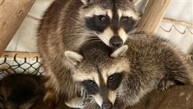 頑皮世界，翻攝自臉書粉專