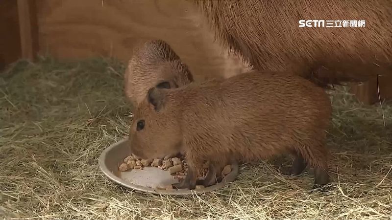 疫情解禁後首遇連假！埔心牧場祭優惠