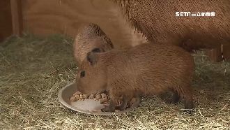 疫情解禁後首遇連假！埔心牧場祭優惠