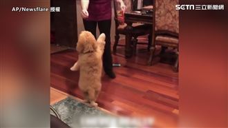 最會搖汪星人　扭腰擺臀客廳秒變舞池