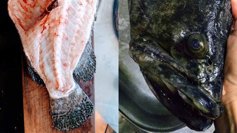 畢業生學殺魚　老闆一刀下去…嚇跑了