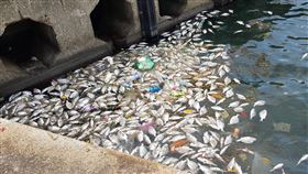 宗教團體基隆放生　上百尾黑鯛翻肚有宗教團體21日曾到基隆和平島台船基隆廠區港內放生約400隻黑鯛，23日出現其中上百尾死亡。基隆市府表示，這項活動未經合法申請，將依法追查，研議處罰。（讀者提供）中央社記者沈如峰基隆傳真　109年6月23日