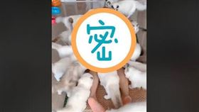 20隻白貓狂舔！他趴地爽當「人體盛」　網暴動：根本天堂（圖／翻攝自臉書爆笑公社）