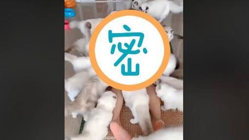 20隻白貓狂舔！他趴地當「人體盛」