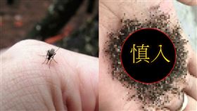 蚊子,睡覺,擾人,屍山,祖宗18代,密集恐懼症