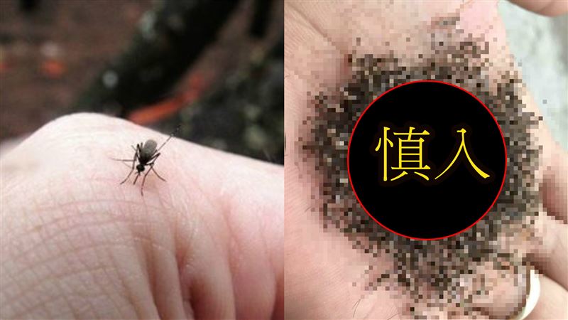 他秀「蚊子屍體山」　網爆雞皮狂嘔