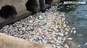 宗教,放生,和平島,基隆,黑鯛　民眾提供