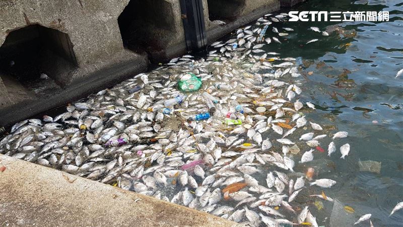 宗教團放生4百魚死光　基市府開罰　