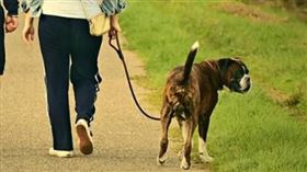 遛狗,狗鍊,狗狗(圖/pixabay）