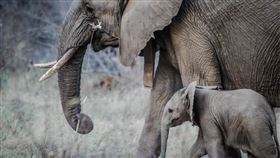 （圖／Pixabay）大象,母象,小象