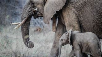 野象吃「鳳梨炸彈」慘死　3嫌犯被逮