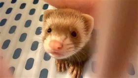 桃園,早餐店,貂,寵物,侵占,恐嚇（圖／翻攝自臉書爆怨公社）