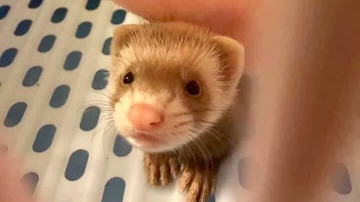 撿獲寵物貂　竟回飼主：不給錢就賣掉