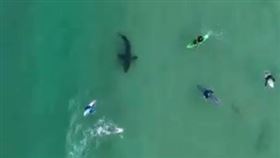 ▲南非出現大白鯊。（圖／翻攝自推特）