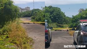 彰化芳苑狗狗遭虐殺晾一排／翻攝畫面