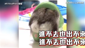 ▲屁股太大了不時會卡住的小番茄。（圖／AP/ViralPress授權）