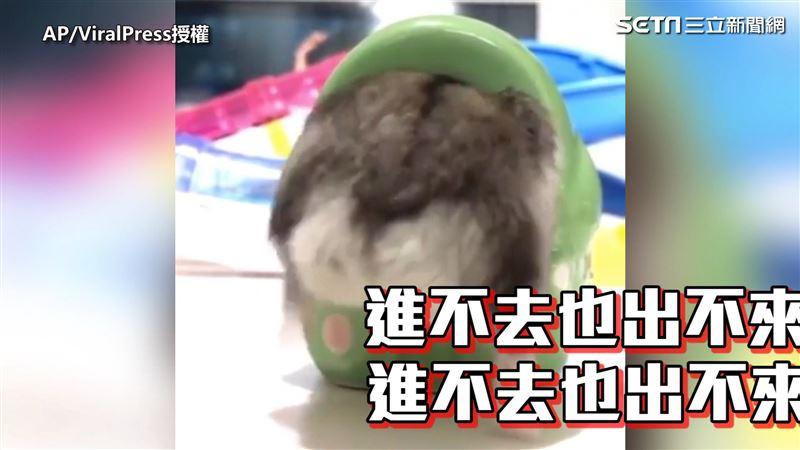 圓滾滾倉鼠屁股卡洞！鑽進鑽出萌翻網