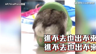 圓滾滾倉鼠屁股卡洞！鑽進鑽出萌翻網
