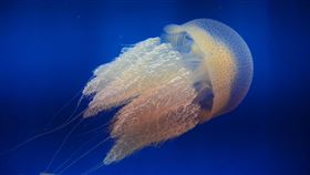 ▲屏東海生館於近日新增一群水母家族成員「端鞭水母」。（圖／國立海洋生物博物館提供）