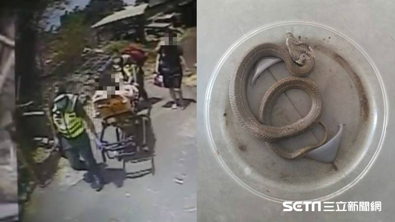 台中婦煮飯突腳痛　往下看…一條毒蛇