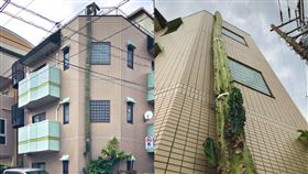 仙人掌,巨大,逃跑,不科學,東京,民宅