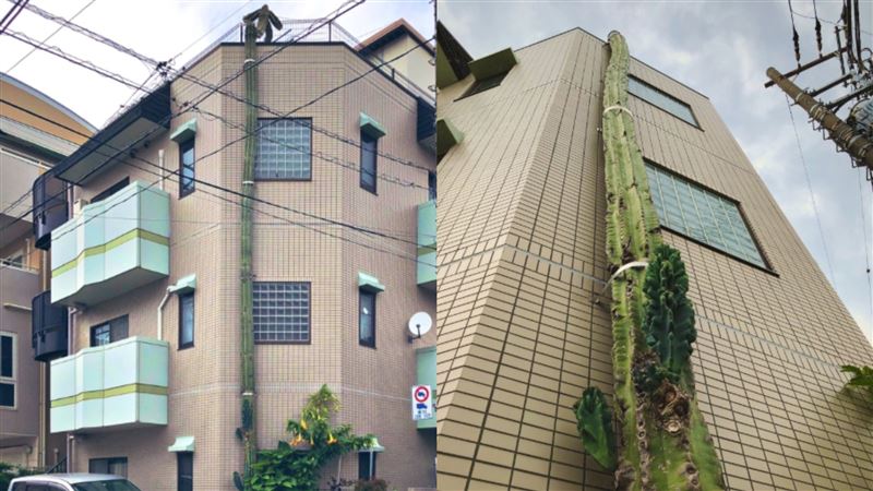 仙人掌爆衝3層樓高　頂部還有亮點