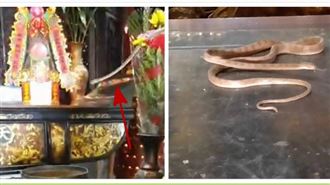 南投靈蛇端午必現拜廟　看到牠旺整年