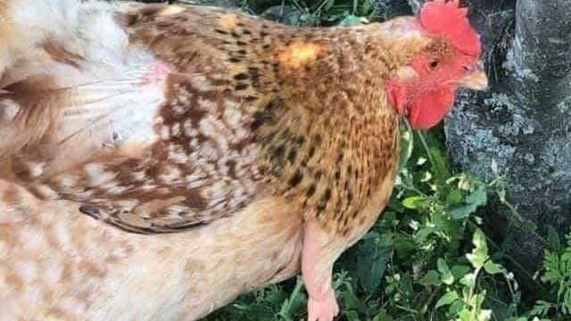 雞突變？雞群中就牠長1對粉嫩小手…