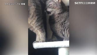 貓聞屁股作嘔　網：隔著螢幕都聞得到
