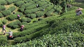 午時茶 端午節 午時採茶