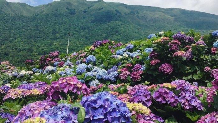 賞花去！全台8個繡球花景點大公開