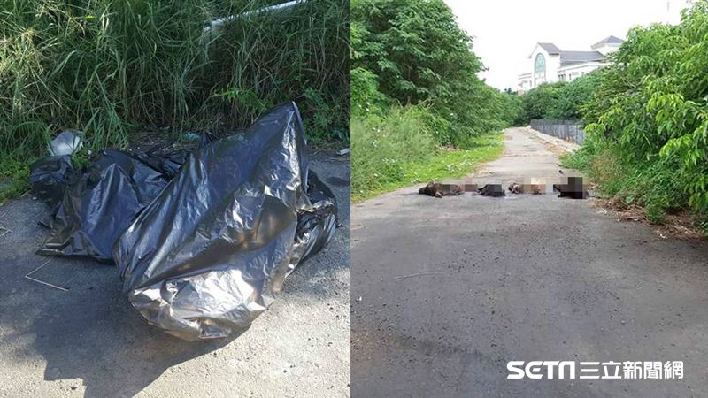 7狗遭殺晾一排　經查…疑先毒再焚燒