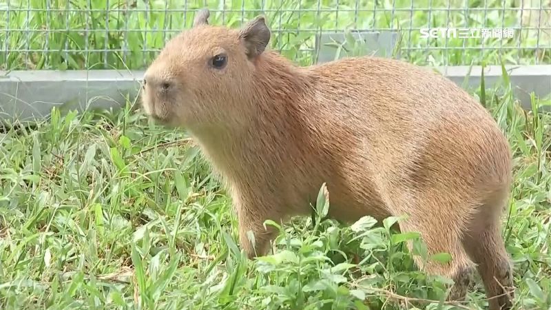 埔心水豚寶寶滿月　活力十足探索世界