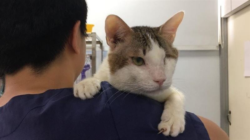 獨眼貓「老大」熬過重傷…盼溫暖家庭