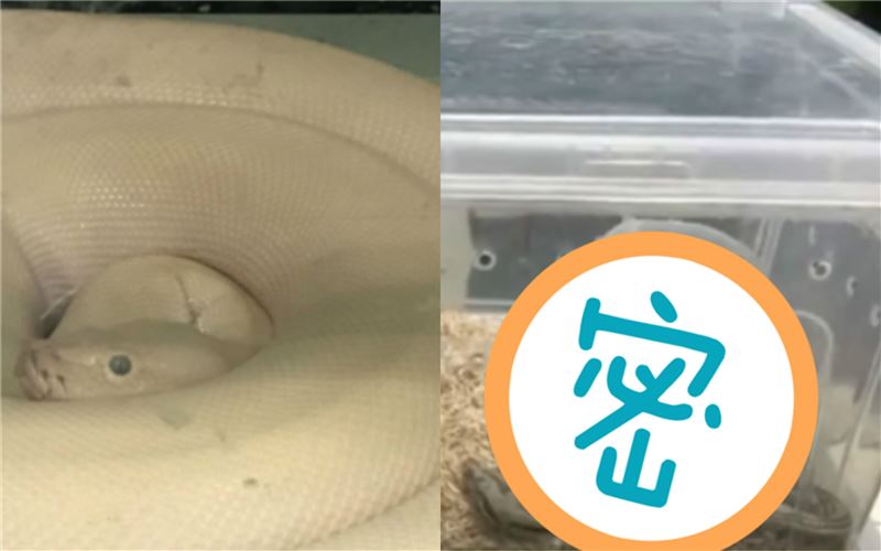 3條蛇養一年變32條　男子下場超慘