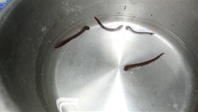 流浪狗水蛭感染（新北市政府）