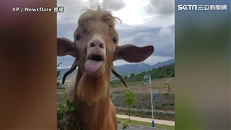 撂羊語與羊對槓　 網：叫工讀生出來