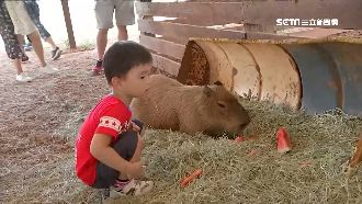 埔心牧場卡通明星登場　水豚萌嗑西瓜