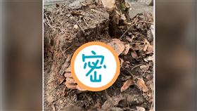 回鄉下過端午節！男整理老家挖出「大靈芝」…網1句話狂勸（圖／翻攝自爆怨公社）