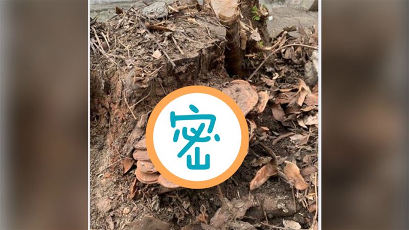 男回老家挖出「靈芝」網1句話狂勸…
