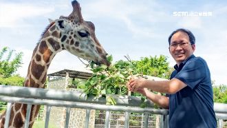 頑皮世界長頸鹿愛撒嬌　吳寶春被圈粉